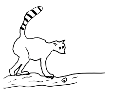 Lemur Drawing